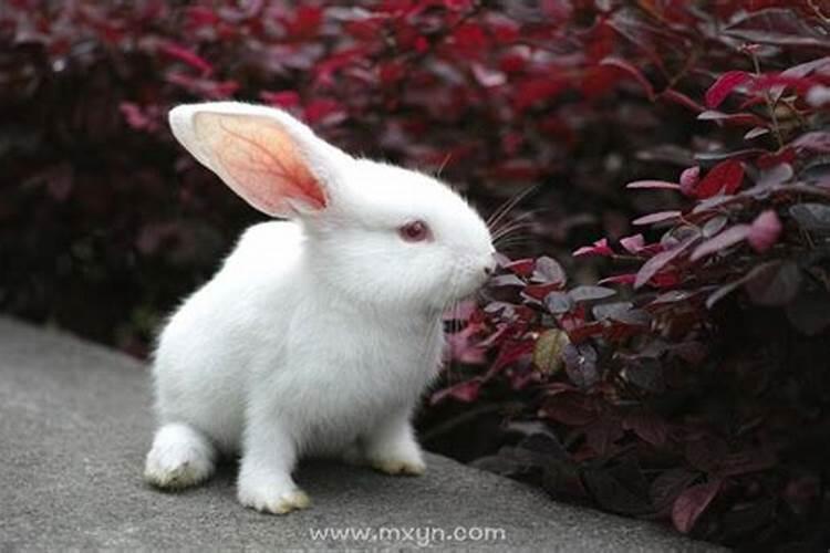梦见白色兔子跳自己怀里