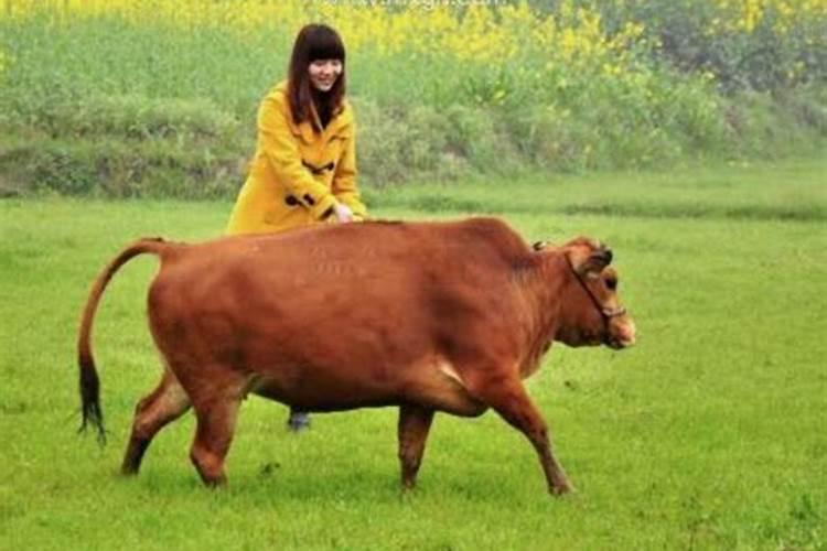 梦见牛是什么意思女人