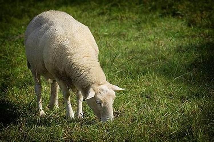 梦见卖羊是什么意思