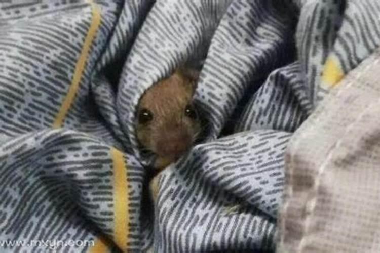 梦见床上有一窝老鼠是什么意思