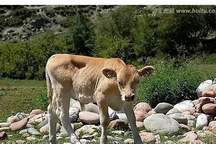 梦见山上有一头牛