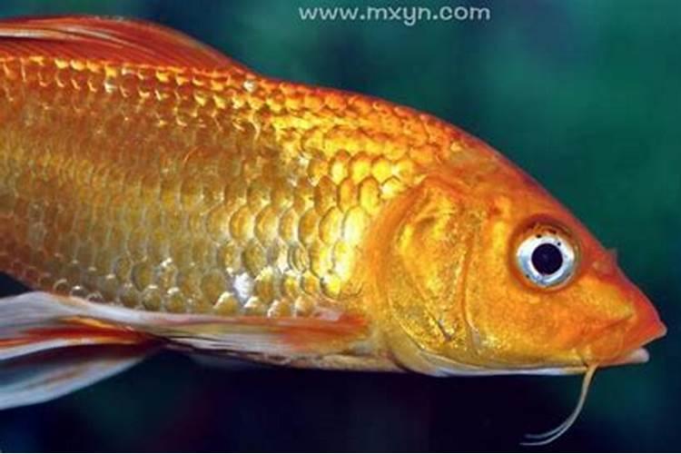 梦见金色的鱼是什么征兆