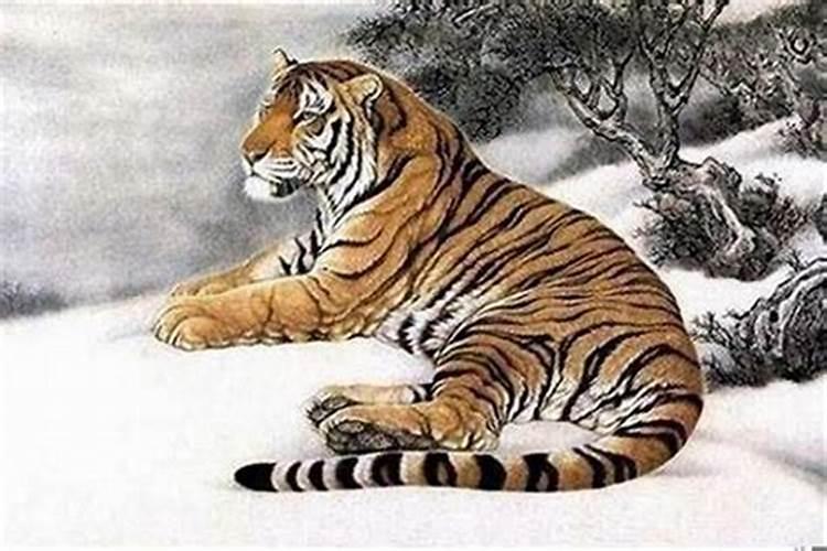 属虎的本命年多少