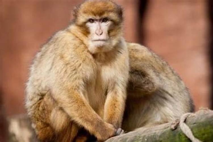 56年属猴人是什么命