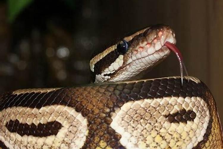 梦见蟒蛇是什么预兆