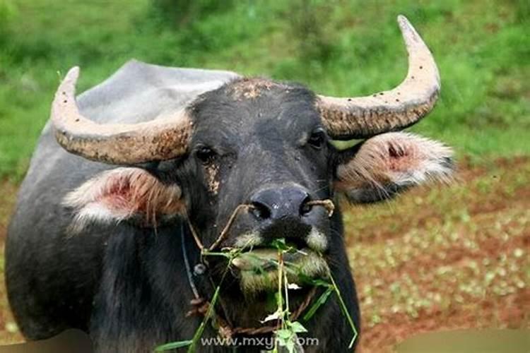 梦见牛吃草是什么意思有什么预兆？