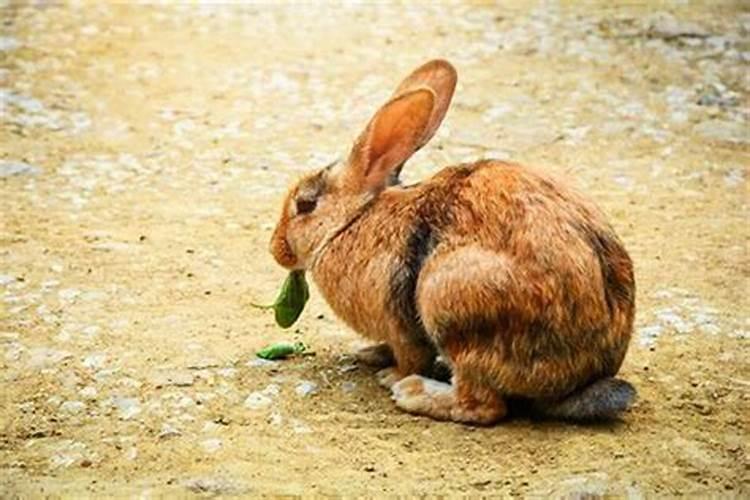 女兔和什么属相最佳婚配？
