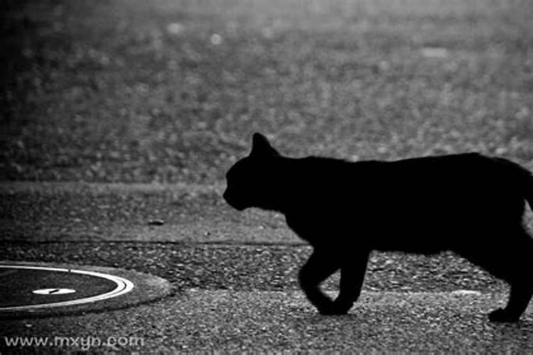 梦见黑猫扑向自己是什么意思？
