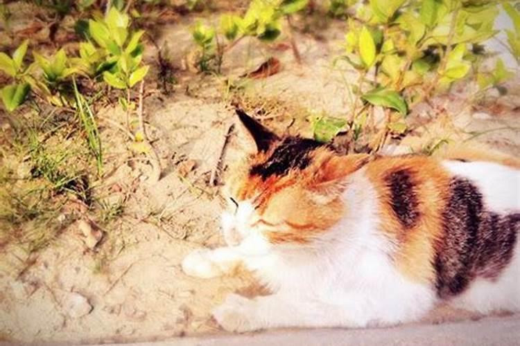梦见朋友的猫死了是什么预兆