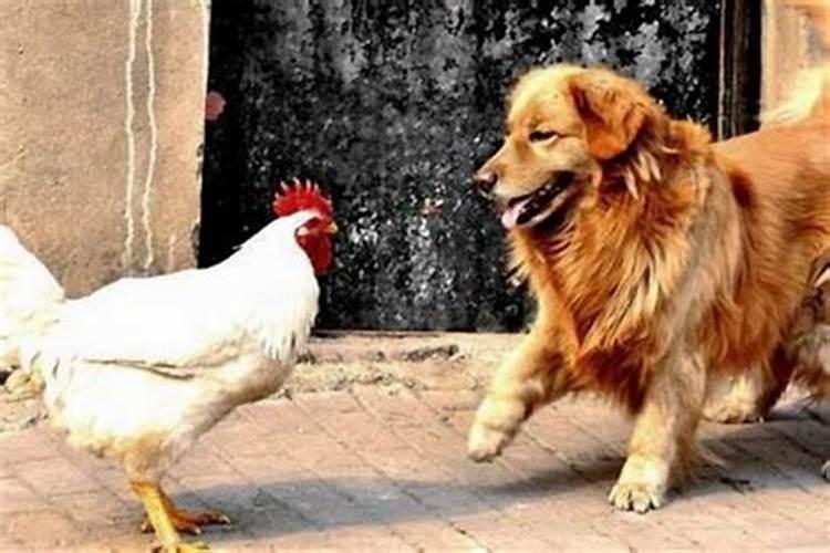 属鸡和狗合婚姻配吗