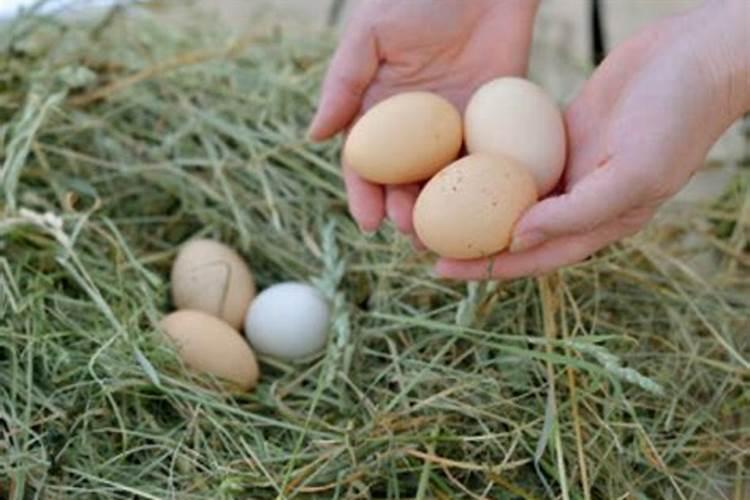 梦到捡鸡蛋是什么预兆
