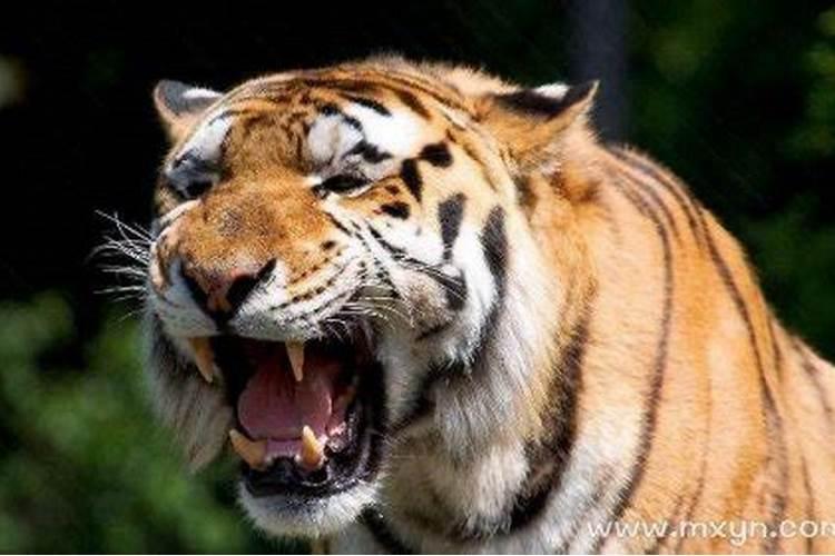 梦见老虎吃人是什么预兆