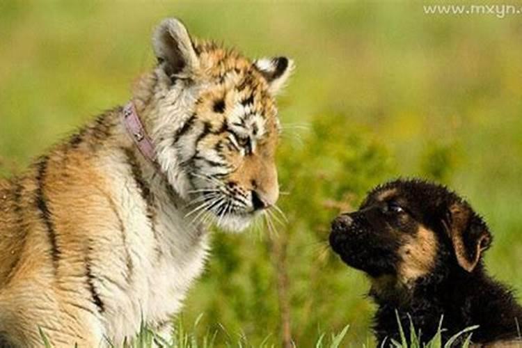 孕妇梦见老虎和狼狗