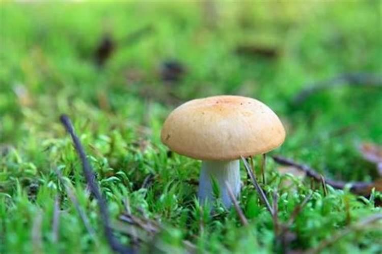 梦见采蘑菇是什么意思