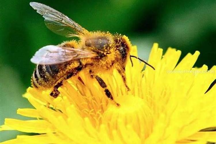 梦见被蜜蜂蛰是什么征兆