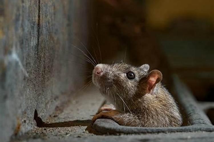梦见特别多的老鼠是什么意思