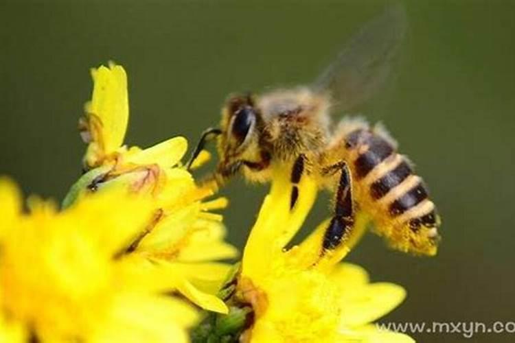 男人梦见蜜蜂是什么预兆