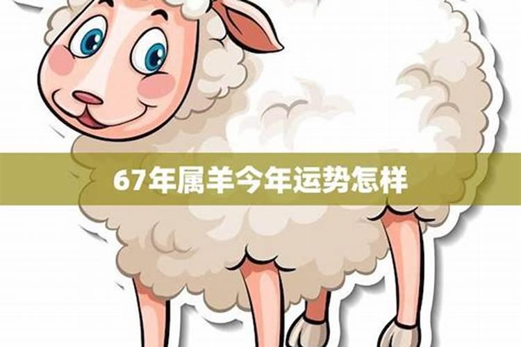 67年出生的羊今年运势