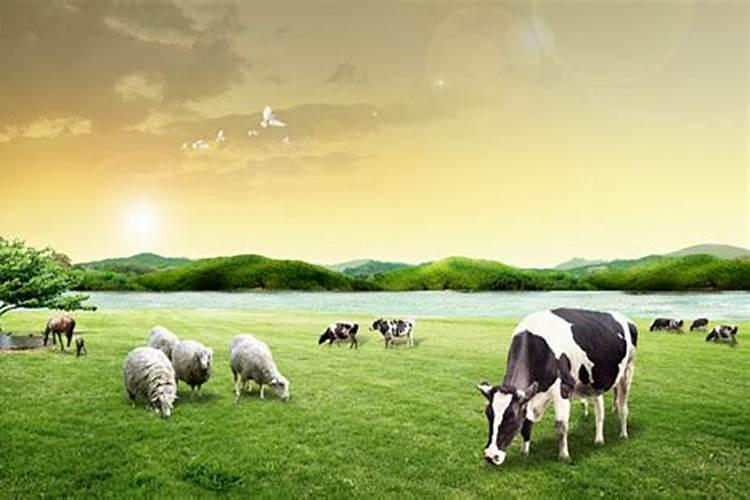 梦见成群的牛羊在吃草