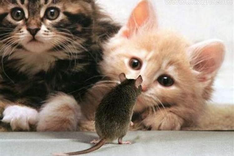 梦见老鼠和猫什么意思