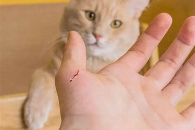 梦见猫咬伤我的手