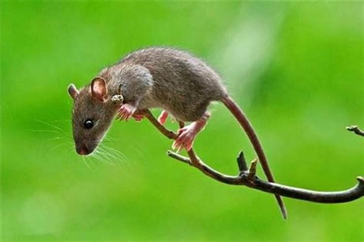 梦到很多的老鼠代表什么生肖