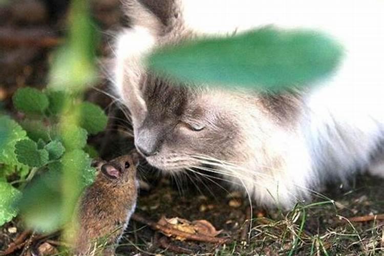 梦见老鼠和猫是怎么回事