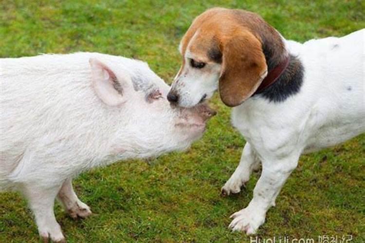 狗与猪的婚姻是否相配