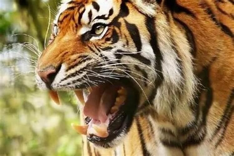 梦见老虎攻击其他动物