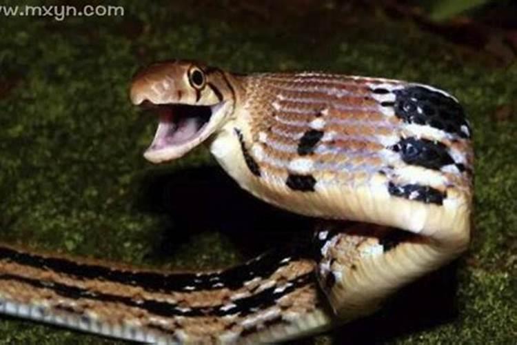 梦见蟒蛇是什么预兆咬别人一口