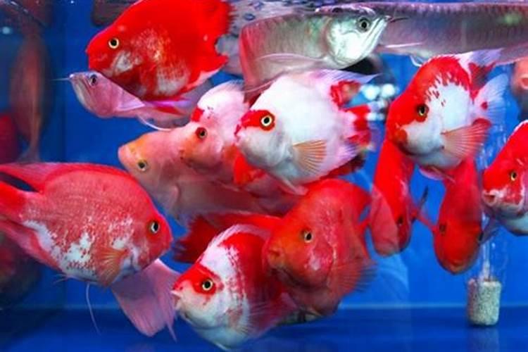 梦见很多红色的鱼是什么意思周公解梦