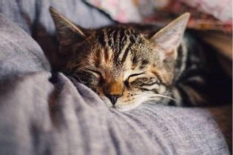 梦见死猫是什么预兆解梦
