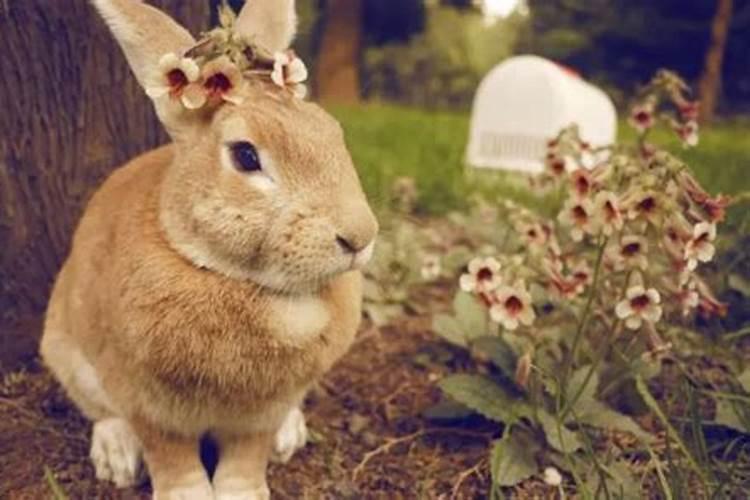 87兔和87兔相配婚姻会幸福吗