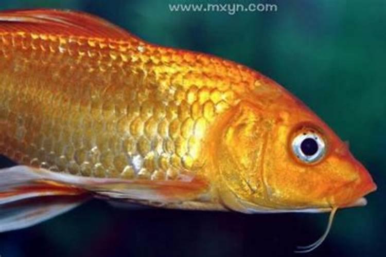 梦见红色金色的鱼什么意思啊