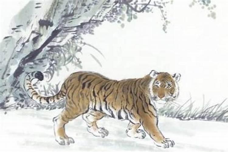 冬至出生的老虎