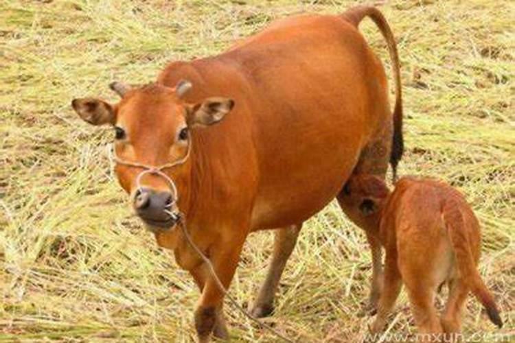 怀孕梦到牛是什么意思