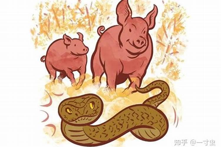 猪和蛇为什么八字不合
