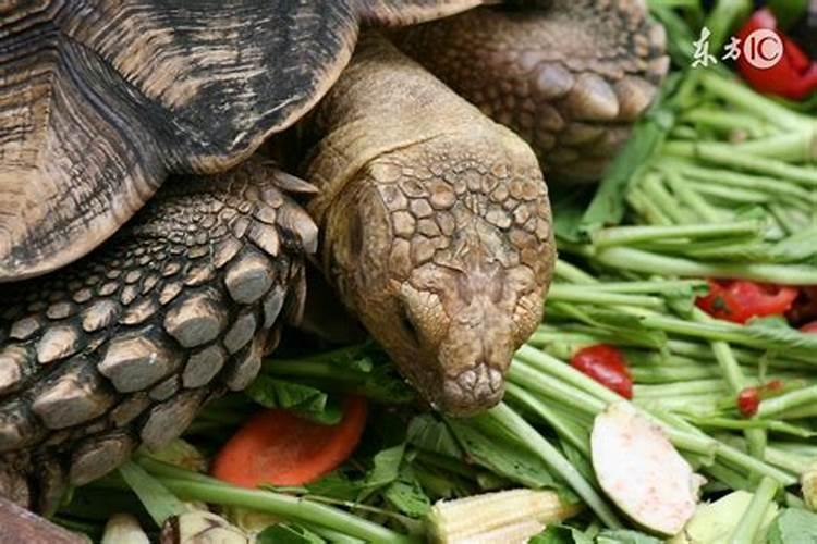 梦见乌龟做的菜