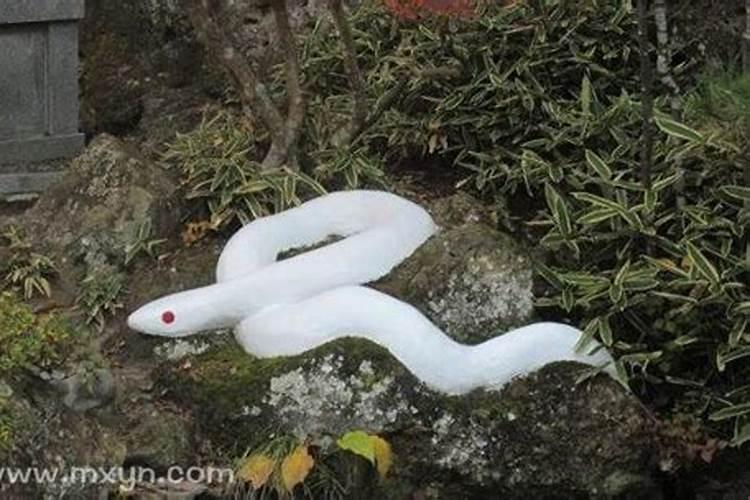 做梦梦到白蛇是什么意思