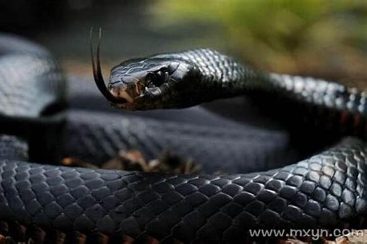 梦见黑蟒蛇是怎么回事