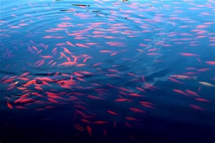 梦见大红鱼是什么征兆周公解梦