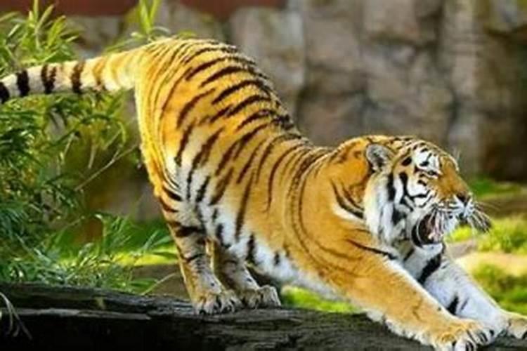 梦见老虎是什么预兆呢