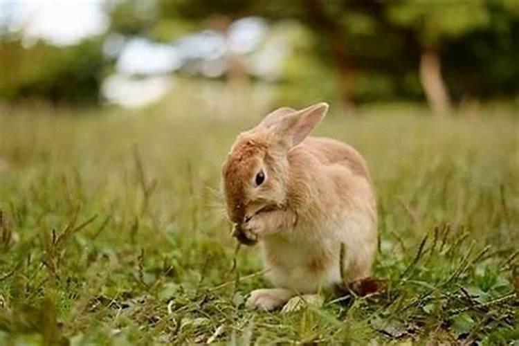 兔子和兔子合婚好吗