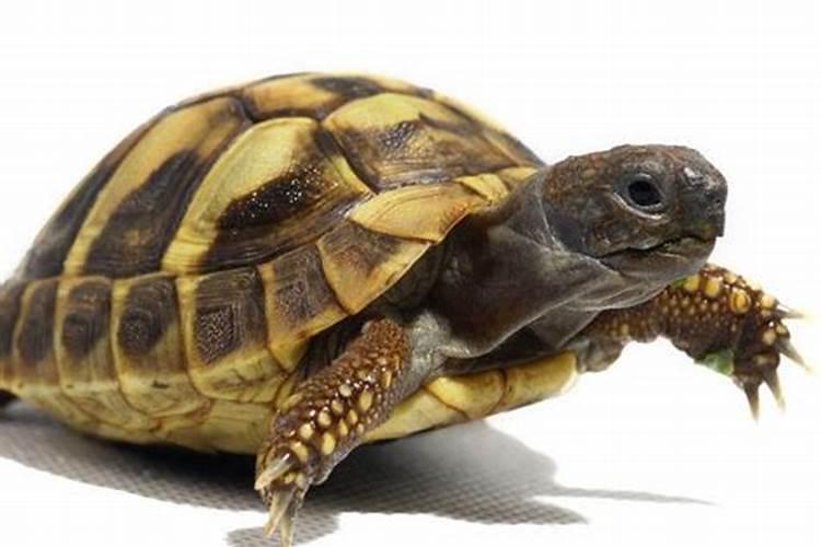 梦见石头乌龟是什么预兆