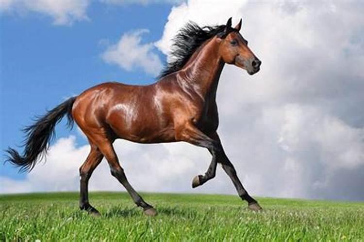 梦见好漂亮的马是什么预兆