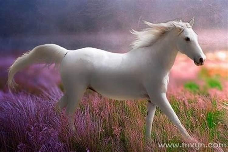 梦见好漂亮的马是什么预兆