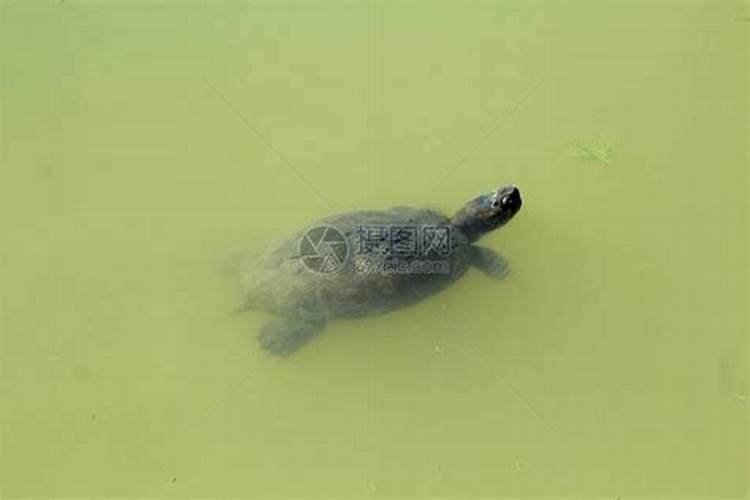 梦见石乌龟在水里