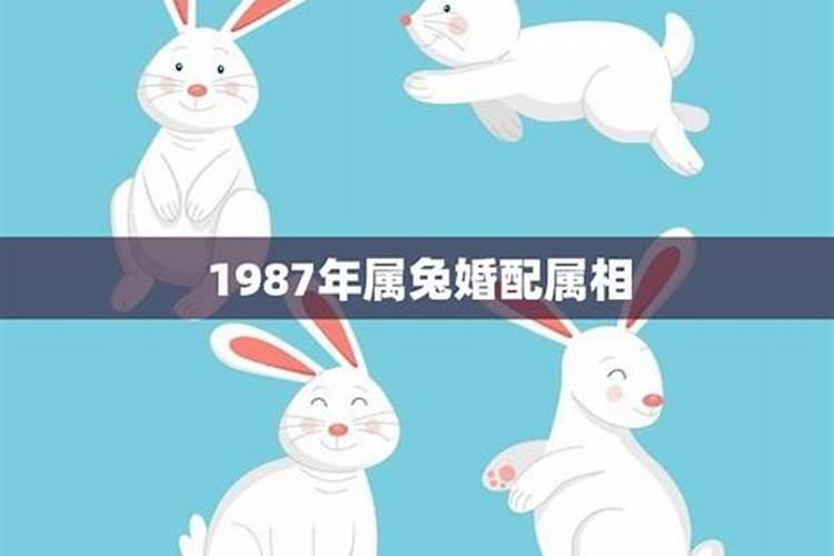 1987年属兔的最佳配偶