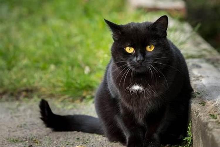 梦见黑猫预示着什么是吉是凶