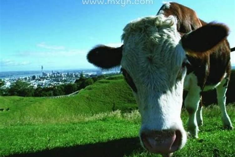 梦见牛跑了去找牛吃草